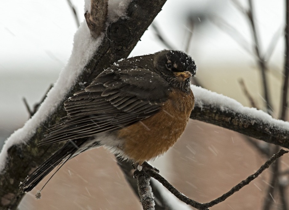 Ruffled feathers of the Robin in winter snow