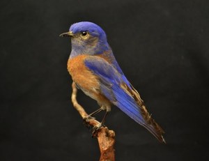 Blue bird perched on a tree limb
