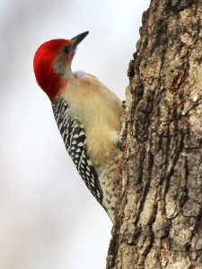 Red Bellied Woodpecker scaling a tree