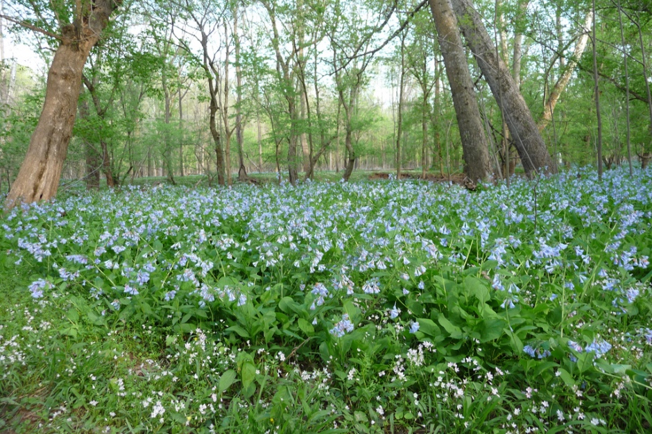 Virginia Bluebells bring spring
