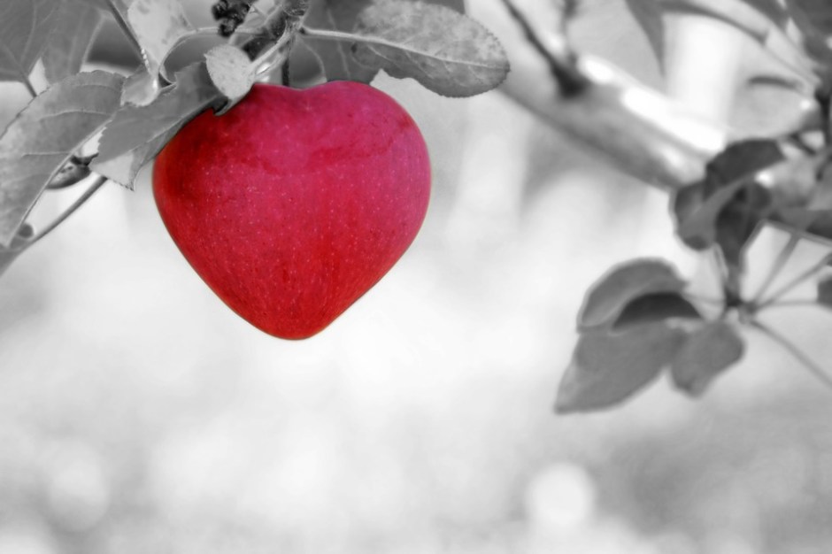 An apple that grows into the shape of a heart