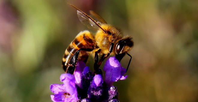 Honey bee pollinating a purple flower