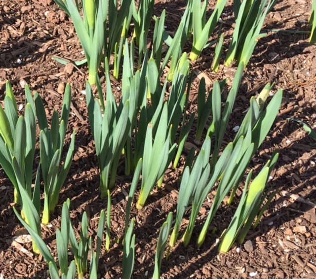 Early daffodils breaking through the soil