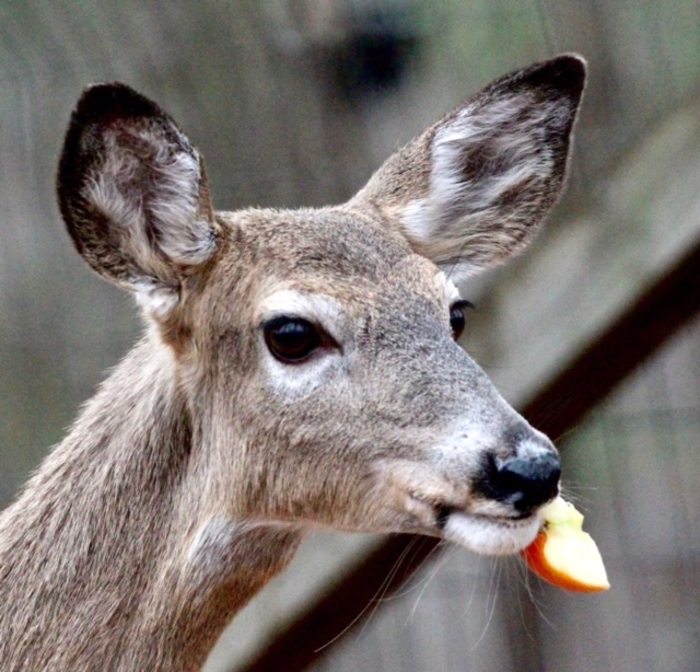 Deer in the wild enjoying an apple