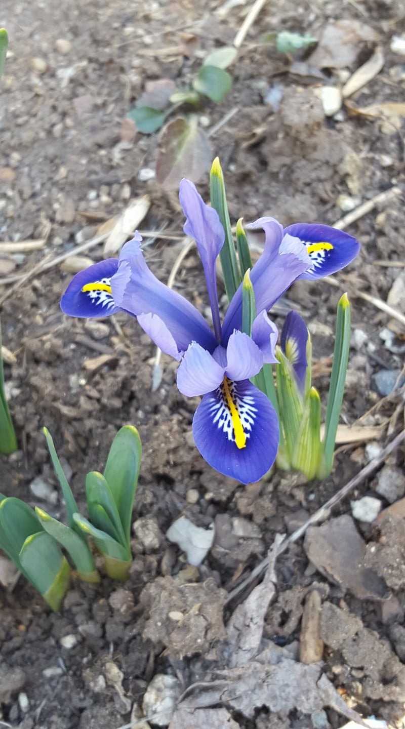 Early iris flowering in February