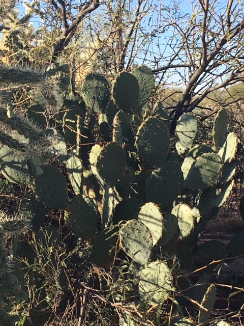 Prickly Pear Cactus in Vail, AZ