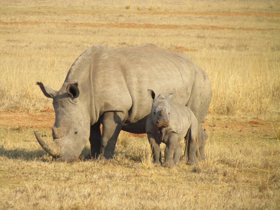 Mother Rhino and calf on the savannah