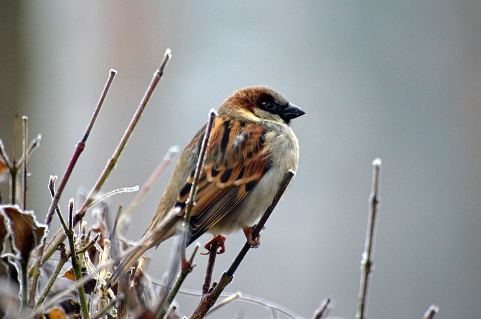 A sparrow on winter branches