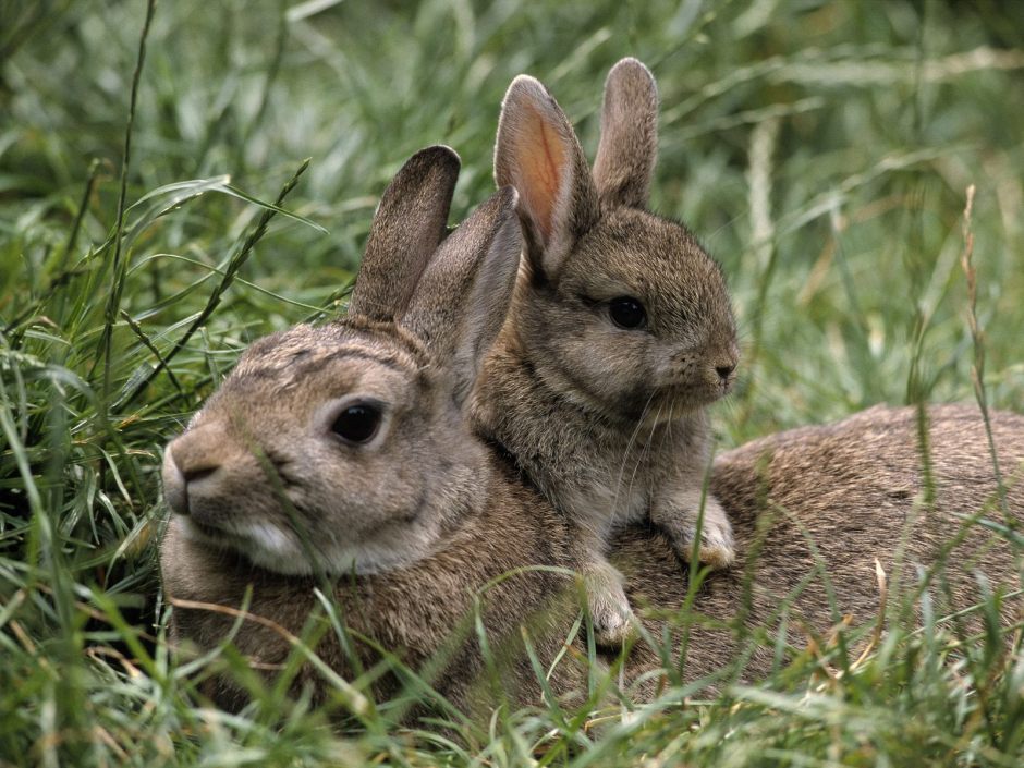 Baby bunny with mother rabbit in the wild