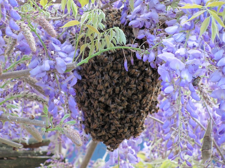 Honey bees swarm under wisteria
