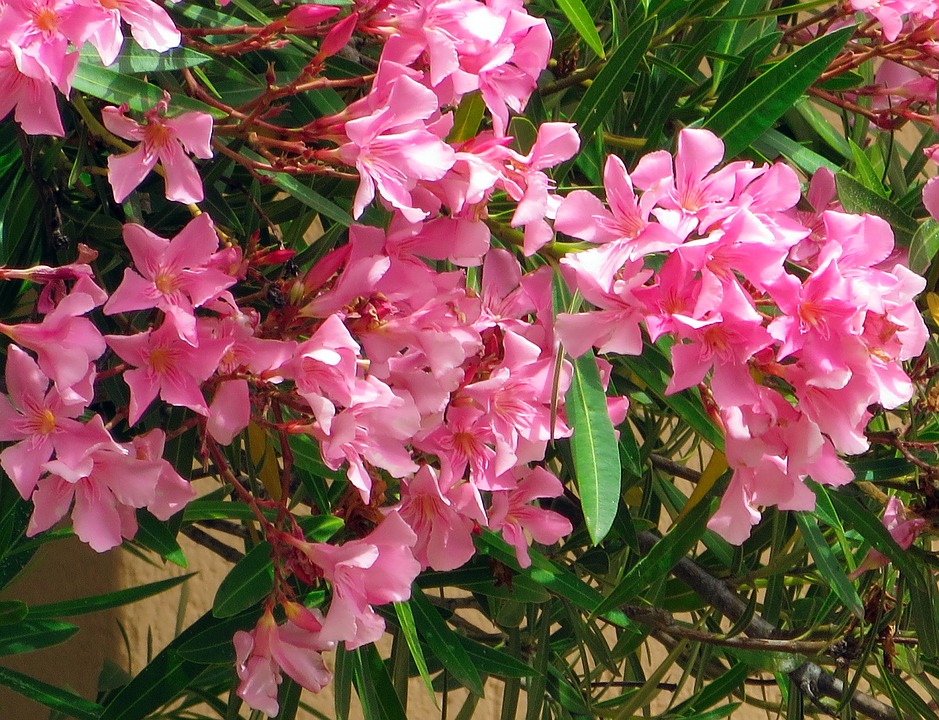 Corsican oleander