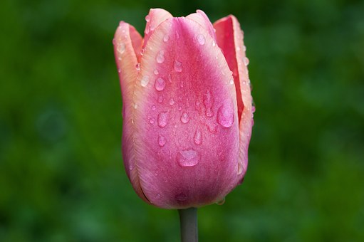 Pinkish orange colored tulip about to open with drops of welcomed rain