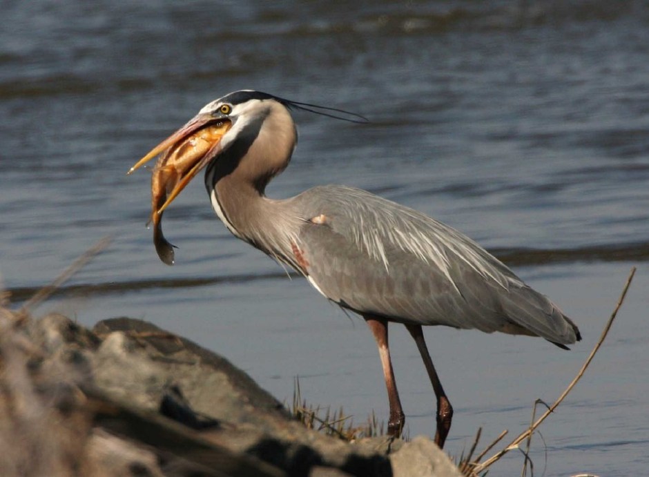 A great blue heron who just caught a fish.