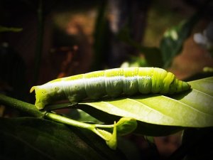 A silkworm eating a Mulberry leaf