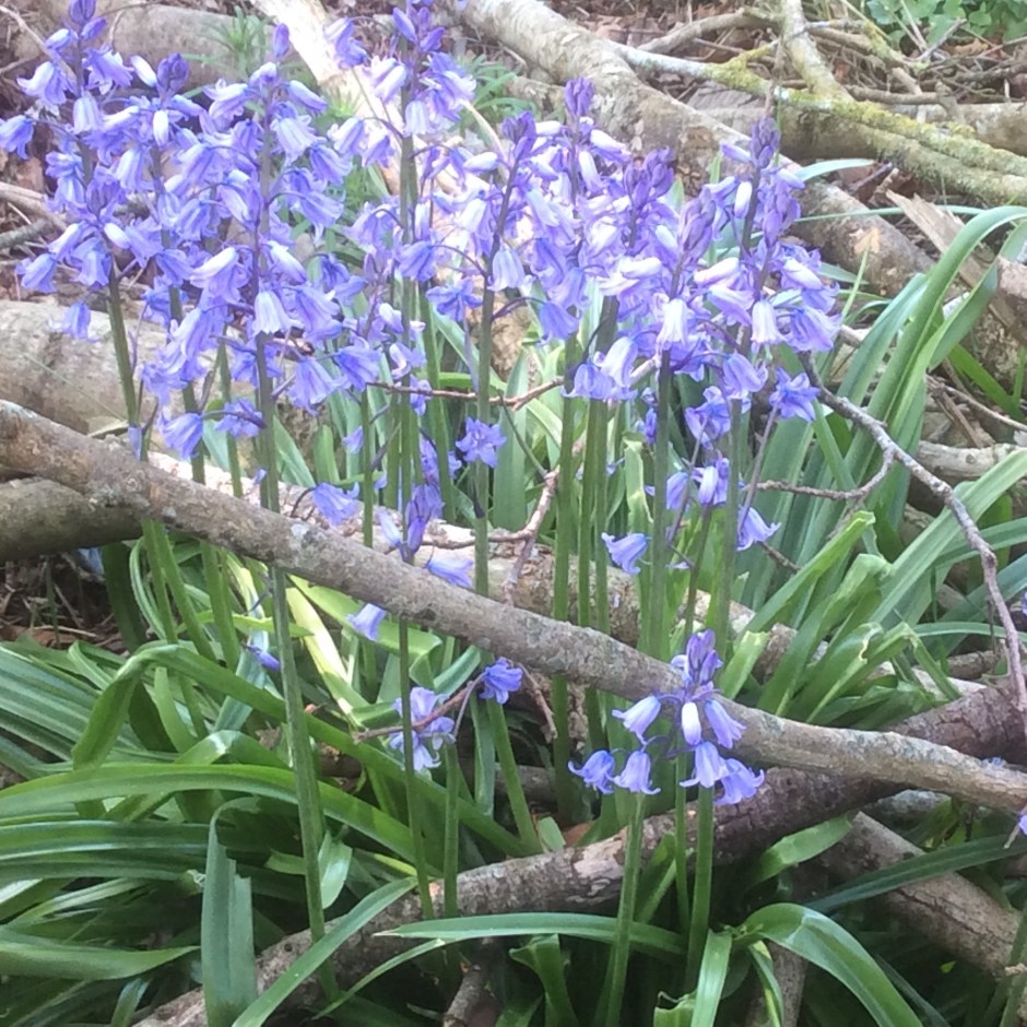Lovely soft bell flowers growing unkept in a grave yard in Northern Ireland