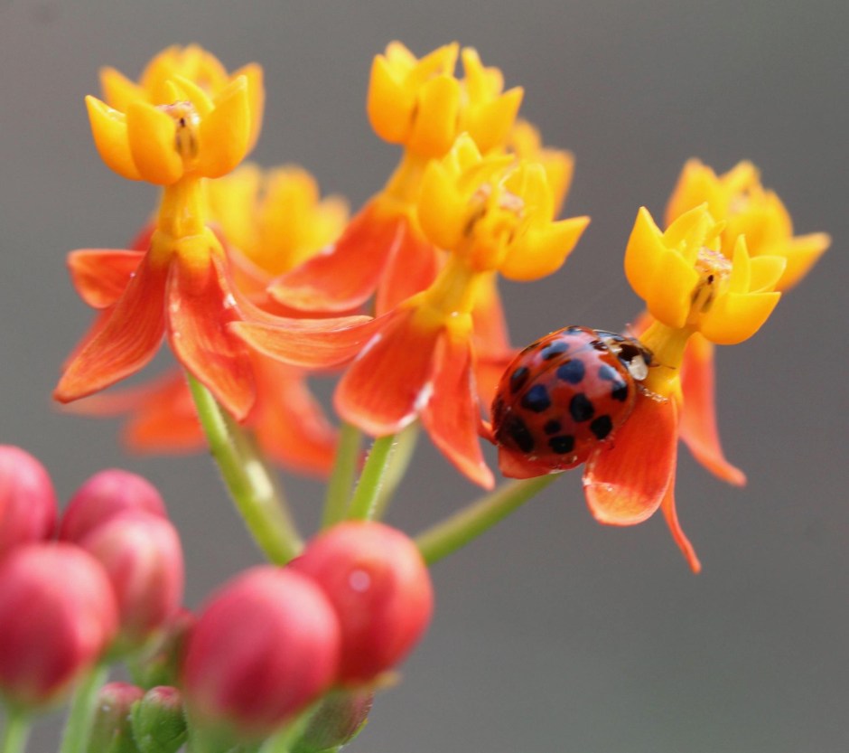 Ladybug on milkweed