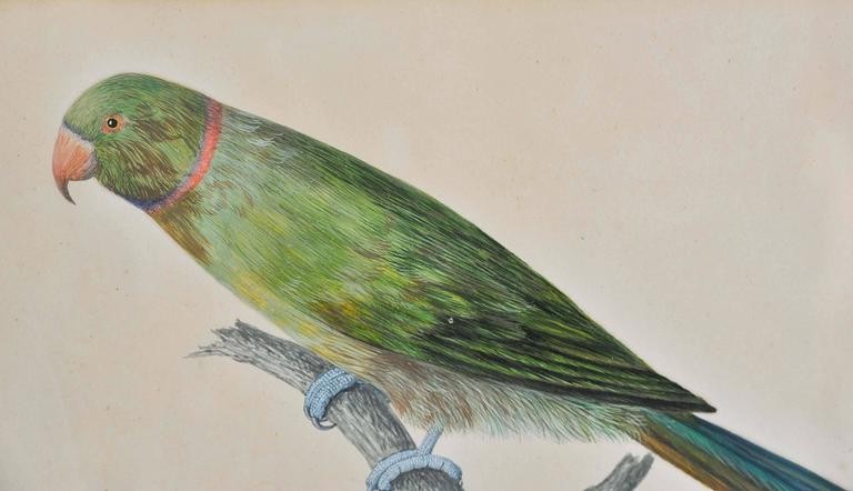 19th Century painting of a green parrot