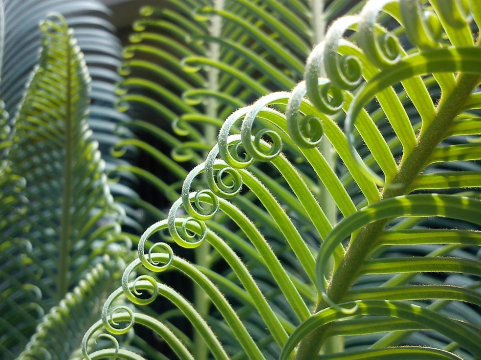 Exotic palm spiral frond