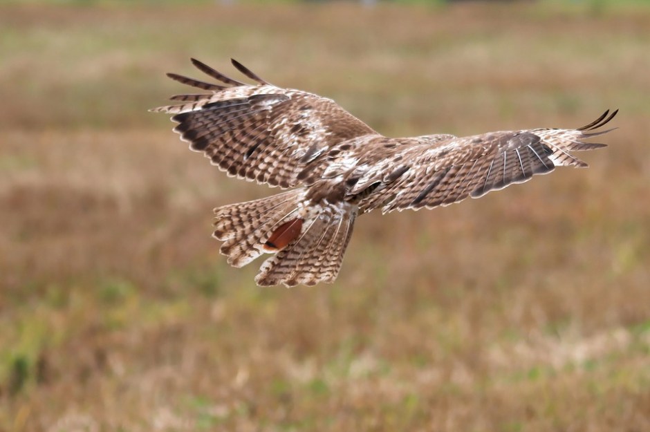 Red-tailed hawk in flight