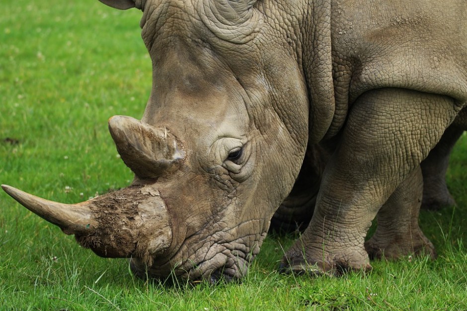 adult rhino with large horn