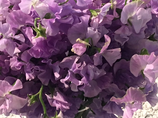 Sweet peas at the 2017 Philadelphia Flower Show