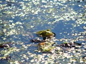 a frog in the wetlands waters