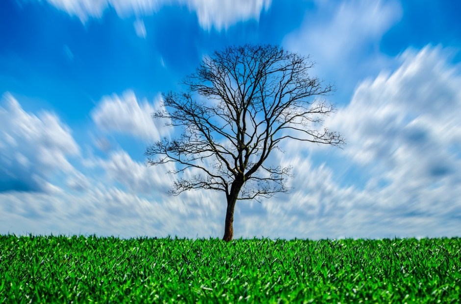 A leaning tree against a blue & cloudy sky setting in a green field