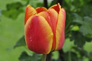 Orange and yellow tulip about to open welcoming the raindrops