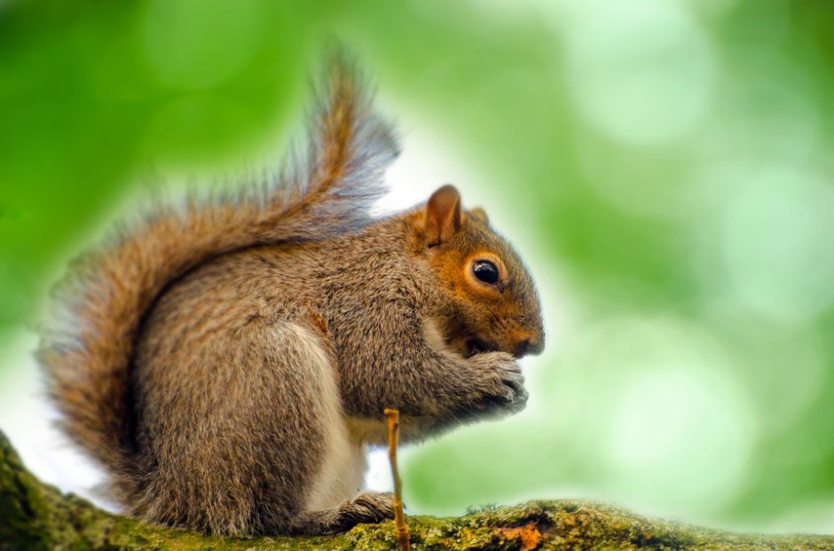 Photo of a Eastern gray squirrel