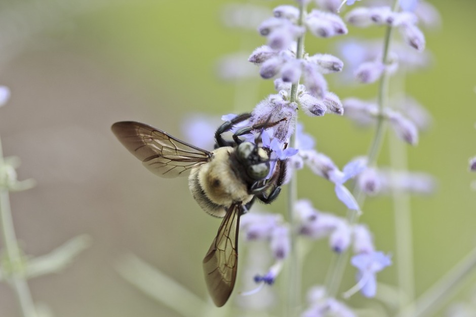 Honeybee nectaring on a wildflower