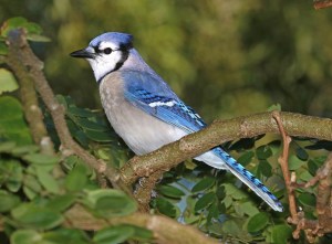 The blue jay is native to North America.