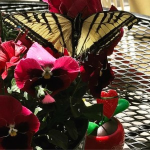 newly emerged Eastern Swallowtail