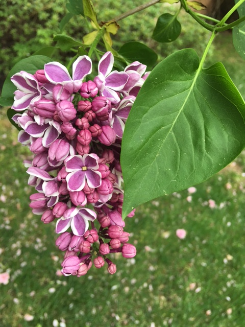 'Sensation' Lilac cluster