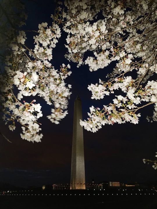 Cherry blossoms frame the Washington Monument