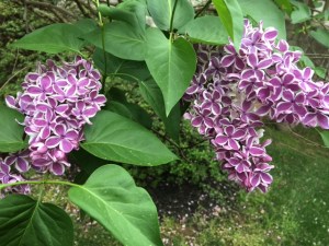 Lovely lilacs