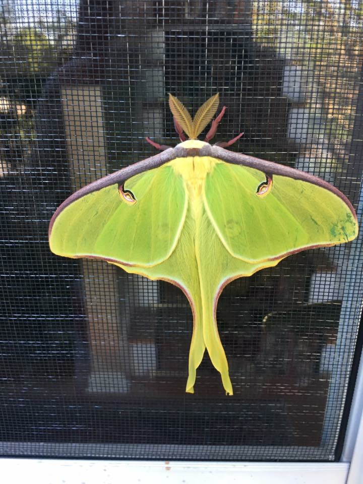Luna Moth photographed in Linwood, WV late April