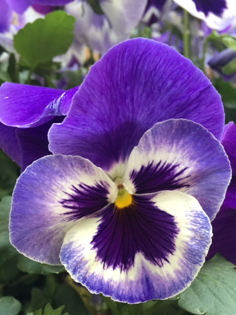 purple and white pansy bloom