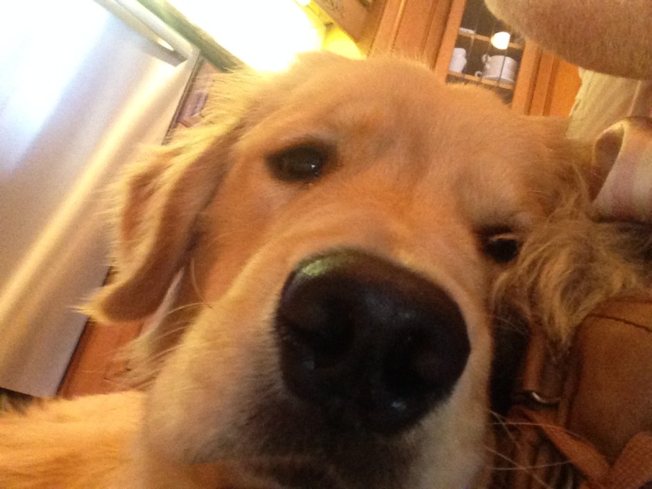 Brodie the Golden Retriever