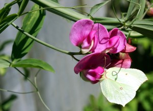 Sweet peas and tendrils