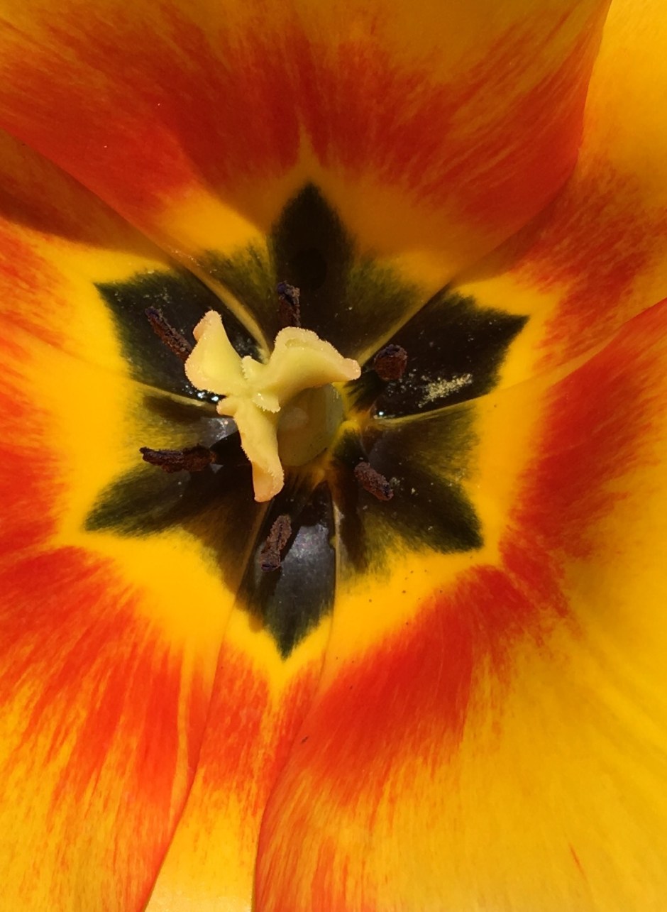 Unclose photo of the center of a tulip