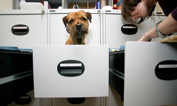 A small dog in a filing cabinet drawer waiting the office work