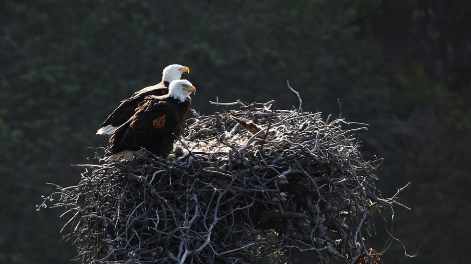 Pair of nesting Bald Eagles