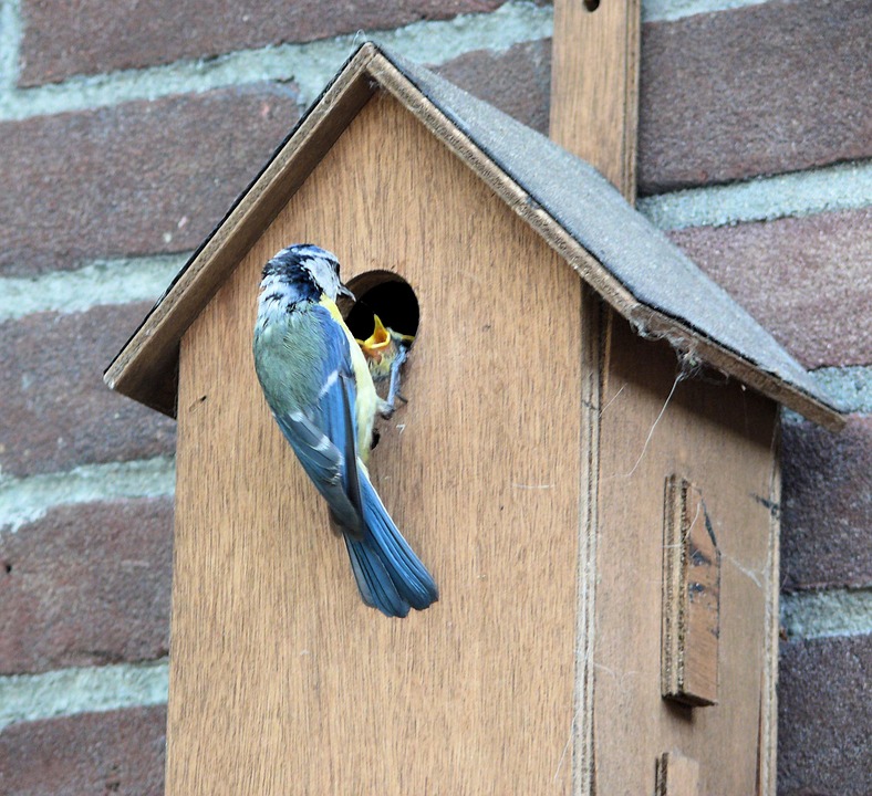 Mother bird feeding chicks at the opening of a birdhouse