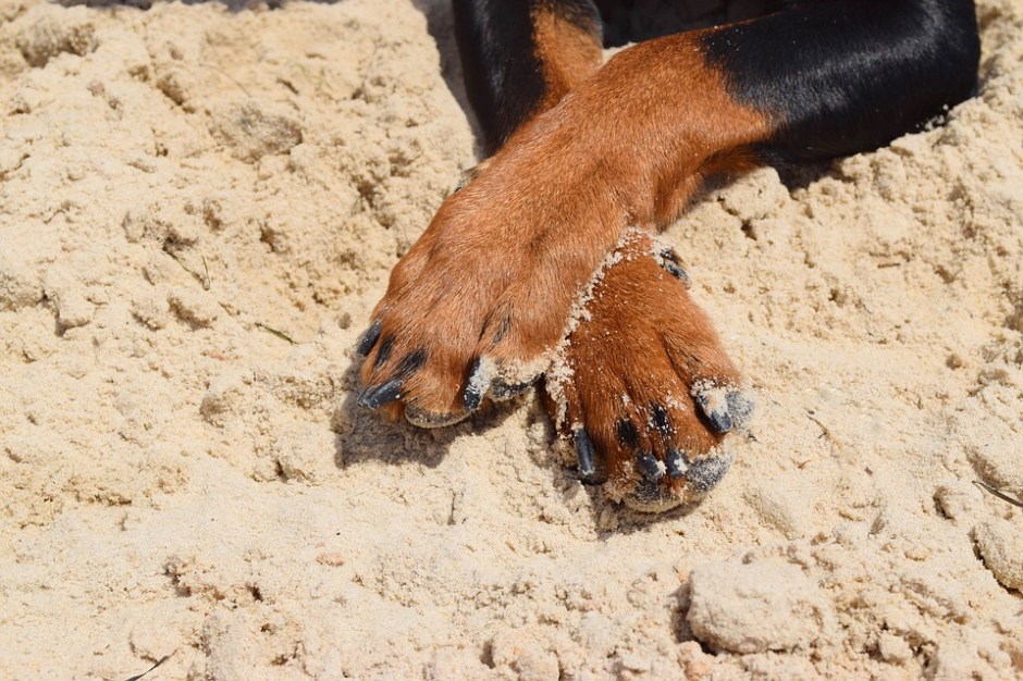 crossed dog paws on a sandy beach