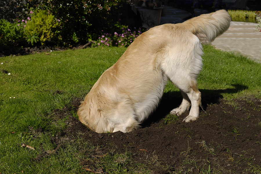 golden retriever digging