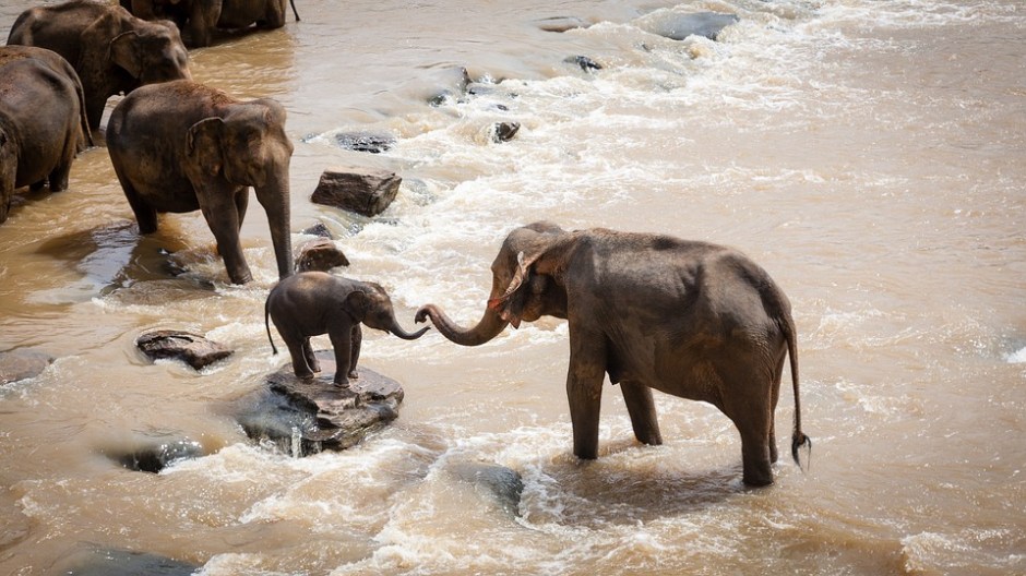 elephants reaching out their trunks to each other