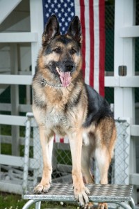 German shepherd service dog