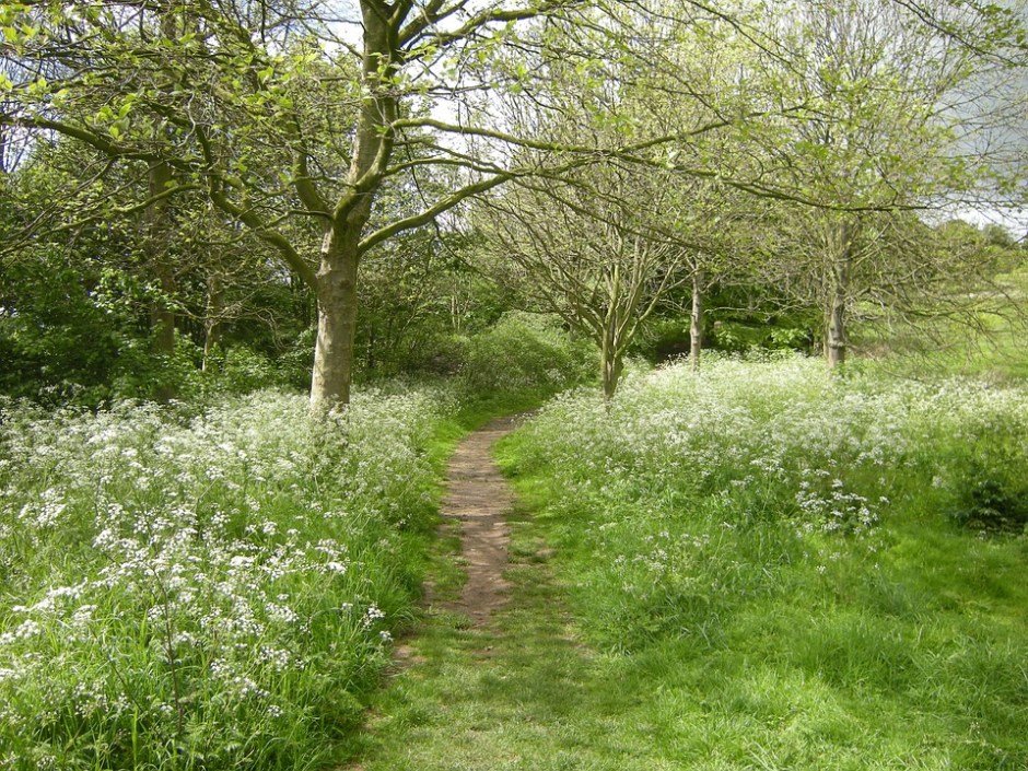 a path through the meadow and trees