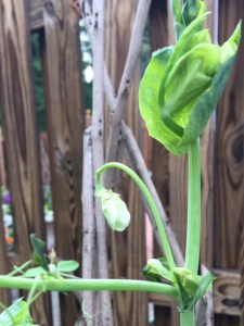 Sweet pea blossom about to open