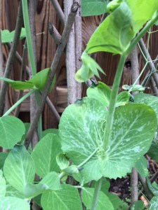 tendrils of sugar peas
